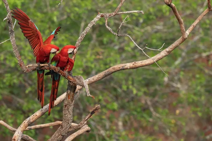 Framed Print : RF - Two Red-and-green macaws (Ara chloropterus) perched in a tree, one spreading its wings, Burracvo dfas Araras, Pantanal, Mato Grosso do Sul, Brazil Framed Print : RF - Two Red-and-green macaws (Ara chloropterus) perched in a tree, one spreading its wings, Burracvo dfas Araras, Pantanal, Mato Grosso do Sul, Brazil
