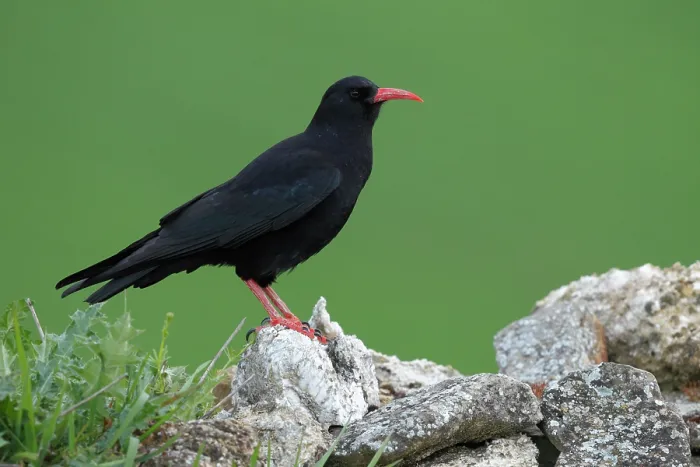 Framed Print : RF - Red-billed chough (Pyrrhocorax pyrrhocorax) perched on a rock, portrait, Navarre, Spain. April. (This image may be licensed either as rights managed or royalty free.) Framed Print : RF - Red-billed chough (Pyrrhocorax pyrrhocorax) perched on a rock, portrait, Navarre, Spain. April. (This image may be licensed either as rights managed or royalty free.)