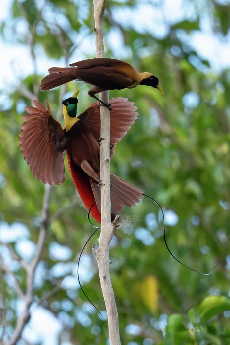 Framed Print : RF - Red bird of paradise (Paradisaea rubra) male, perched on dead branch displaying to female, Waigeo Island, Raja Ampat, West Papua, Indonesia