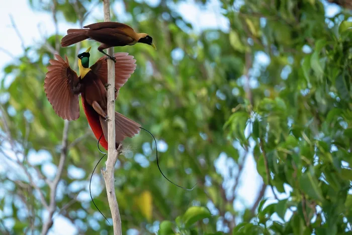 Framed Print : RF - Red bird of paradise (Paradisaea rubra) male, perched on dead branch displaying to female, Waigeo Island, Raja Ampat, West Papua, Indonesia