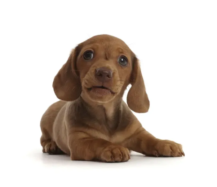 Framed Print : RF - Red Dachshund puppy lying down Framed Print : RF - Red Dachshund puppy lying down