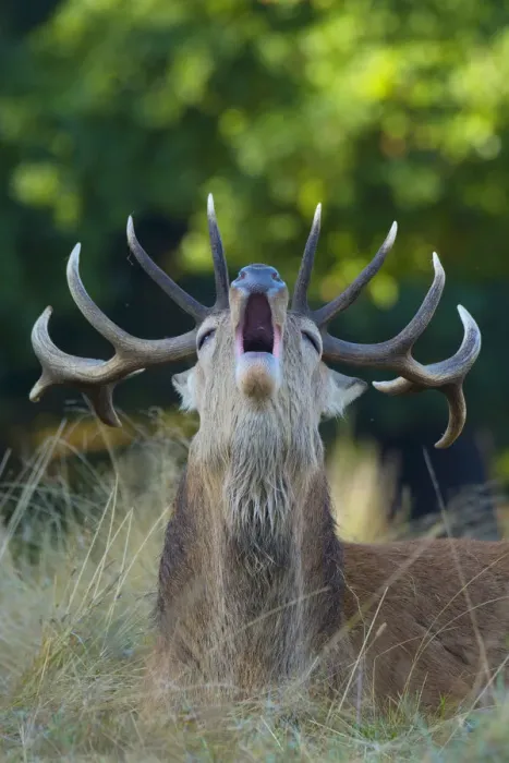 Framed Print : RF - Red deer (Cervus elaphus) Richmond Park, London, England, UK Framed Print : RF - Red deer (Cervus elaphus) Richmond Park, London, England, UK