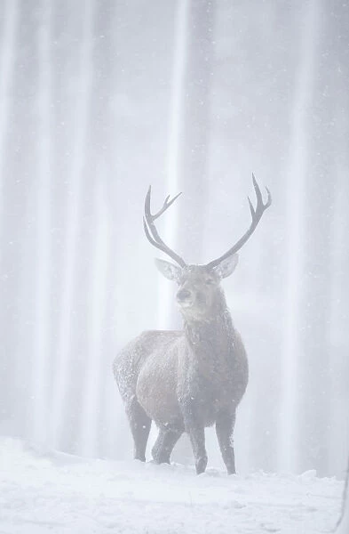 RF- Red deer (Cervus elaphus) stag in pine forest in snow blizzard. Alvie Estate