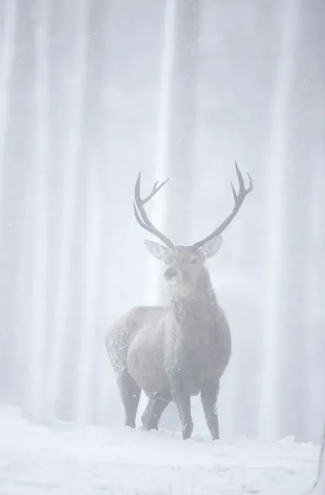 Framed Print : RF- Red deer (Cervus elaphus) stag in pine forest in snow blizzard. Alvie Estate
