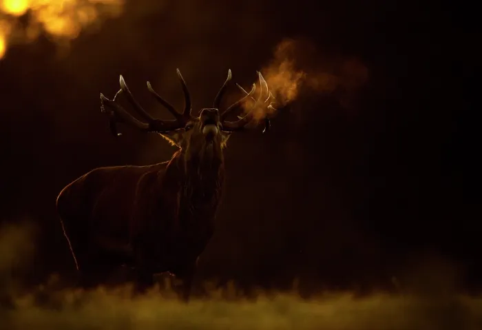 Framed Print : RF - Red deer (Cervus elaphus) stag roaring at dawn with visible breath, Bradgate Park, Leicestershire, UK. October Framed Print : RF - Red deer (Cervus elaphus) stag roaring at dawn with visible breath, Bradgate Park, Leicestershire, UK. October
