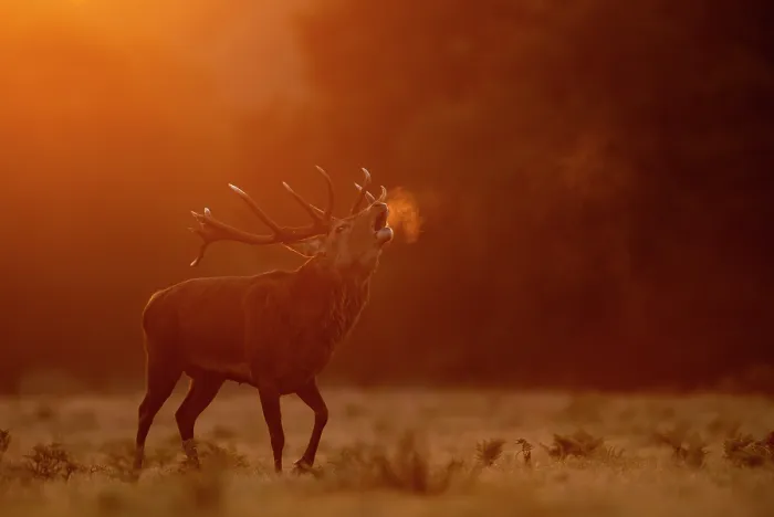 Framed Print : RF - Red deer (Cervus elaphus) stag roaring at dawn with visible breath, Bradgate Park, Leicestershire, UK. October Framed Print : RF - Red deer (Cervus elaphus) stag roaring at dawn with visible breath, Bradgate Park, Leicestershire, UK. October