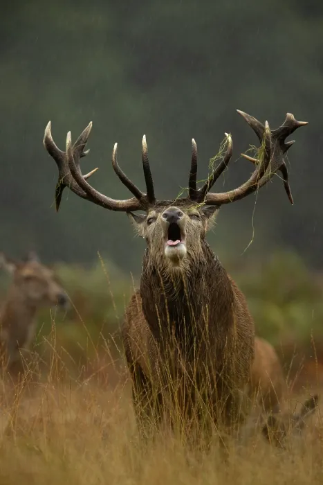 Framed Print : RF - Red deer (Cervus elaphus) stag roaring in the rain, Bradgate Park, Leicestershire, UK. October. (This image may be licensed either as rights managed or royalty free.) Framed Print : RF - Red deer (Cervus elaphus) stag roaring in the rain, Bradgate Park, Leicestershire, UK. October. (This image may be licensed either as rights managed or royalty free.)
