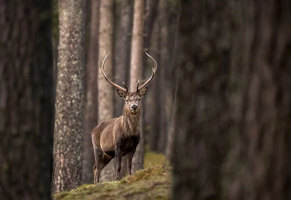 RF - Red deer (Cervus elaphus) stag standing amongst Scot