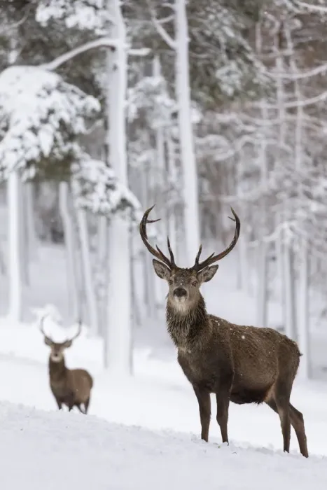 Framed Print : RF - Red Deer stags (Cervus elaphus) in snow-covered pine forest. Scotland, UK. December Framed Print : RF - Red Deer stags (Cervus elaphus) in snow-covered pine forest. Scotland, UK. December
