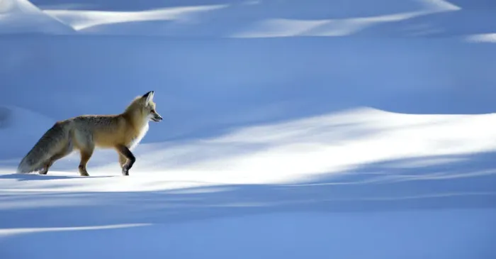 Framed Print : RF - Red fox (Vulpes vulpes) in dappled light on snow, Yellowstone National Park, USA Framed Print : RF - Red fox (Vulpes vulpes) in dappled light on snow, Yellowstone National Park, USA