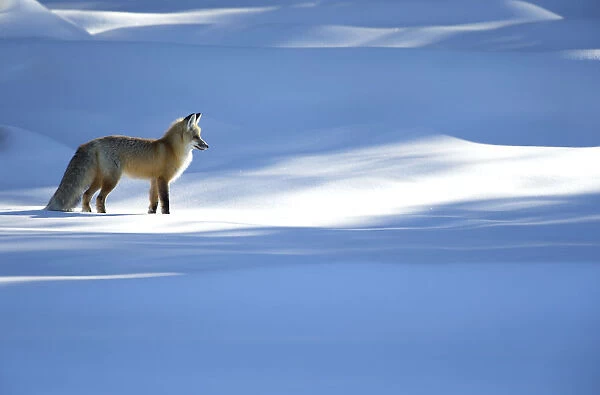 RF - Red fox (Vulpes vulpes) in dappled light on snow, Yellowstone National Park, USA, February 2016