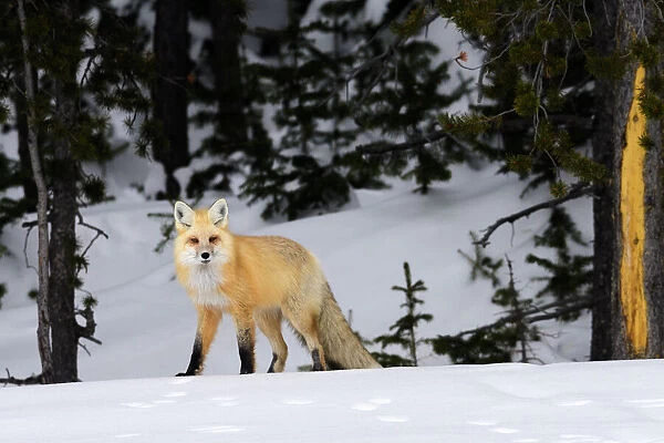 RF - Red fox (Vulpes vulpes) on the edge of coniferous forest
