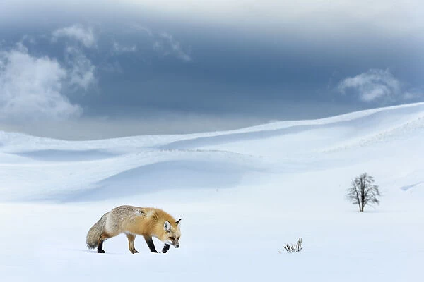 RF - Red fox (Vulpes vulpes) foraging in snow covered valley. Hayden Valley, Yellowstone National Park, USA. February 2019. (This image may be licensed either as rights managed or royalty free.)