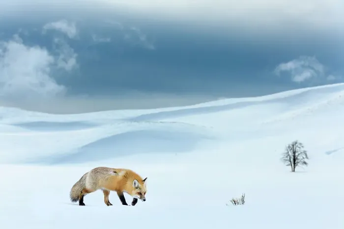 Framed Print : RF - Red fox (Vulpes vulpes) foraging in snow covered valley. Hayden Valley, Yellowstone National Park, USA. February 2019. (This image may be licensed either as rights managed or royalty free.) Framed Print : RF - Red fox (Vulpes vulpes) foraging in snow covered valley. Hayden Valley, Yellowstone National Park, USA. February 2019. (This image may be licensed either as rights managed or royalty free.)