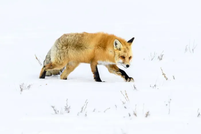 Framed Print : RF - Red fox (Vulpes vulpes) walking through deep winter snow Framed Print : RF - Red fox (Vulpes vulpes) walking through deep winter snow