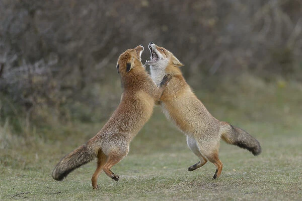 RF - Two Red foxes (Vulpes vulpes) on hind legs play fighting, Netherlands