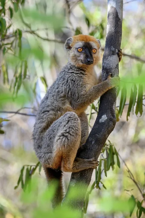 Framed Print : RF - Red-fronted brown lemur (Eulemur rufifrons) male, resting on tree branch in forest understorey, Kirindy Forest, Central Menabe, western Madagascar Framed Print : RF - Red-fronted brown lemur (Eulemur rufifrons) male, resting on tree branch in forest understorey, Kirindy Forest, Central Menabe, western Madagascar