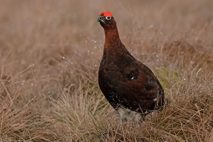 Framed Print : RF - Red grouse (Lagopus lagopus scotica) portrait, Langdon Beck, County Durham, UK. April. (This image may be licensed either as rights managed or royalty free.) Framed Print : RF - Red grouse (Lagopus lagopus scotica) portrait, Langdon Beck, County Durham, UK. April. (This image may be licensed either as rights managed or royalty free.)