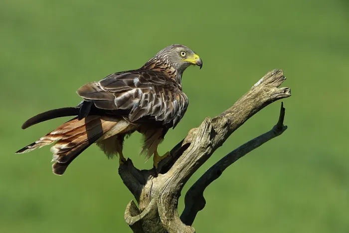 Framed Print : RF- Red kite (Milvus milvus) perched on dead branch, Navarre, Spain. June. (This image may be licensed either as rights managed or royalty free.)