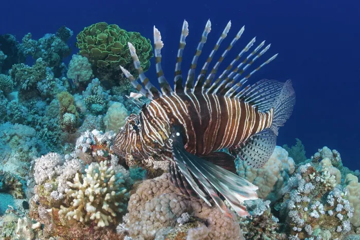 Framed Print : RF - Red lionfish (Pterois volitans) on the reef, Ras Muhammad National Park, Sinai Peninsula, Red Sea, Egypt Framed Print : RF - Red lionfish (Pterois volitans) on the reef, Ras Muhammad National Park, Sinai Peninsula, Red Sea, Egypt