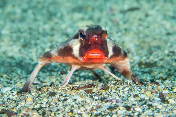 Framed Print : RF - Red-lipped batfish (Ogcocephalus darwini) resting on a sandy seabed, propped up on adapted fins, Fernandina Island, Galapagos National Park, Galapagos Islands, Pacific Ocean Framed Print : RF - Red-lipped batfish (Ogcocephalus darwini) resting on a sandy seabed, propped up on adapted fins, Fernandina Island, Galapagos National Park, Galapagos Islands, Pacific Ocean