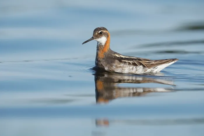 Framed Print : RF - Red-necked phalarope (Phalaropus lobatus) on water, Varanger, Norway. July. (This image may be licensed either as rights managed or royalty free.) Framed Print : RF - Red-necked phalarope (Phalaropus lobatus) on water, Varanger, Norway. July. (This image may be licensed either as rights managed or royalty free.)
