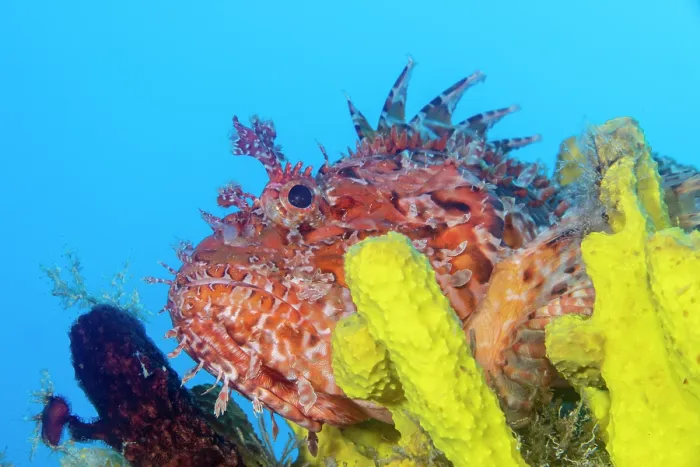 Framed Print : RF - Red scorpionfish (Scorpaena scrofa) among Yellow sponges (Aplysina cavernicola), Vis Island, Croatia, Adriatic Sea Framed Print : RF - Red scorpionfish (Scorpaena scrofa) among Yellow sponges (Aplysina cavernicola), Vis Island, Croatia, Adriatic Sea