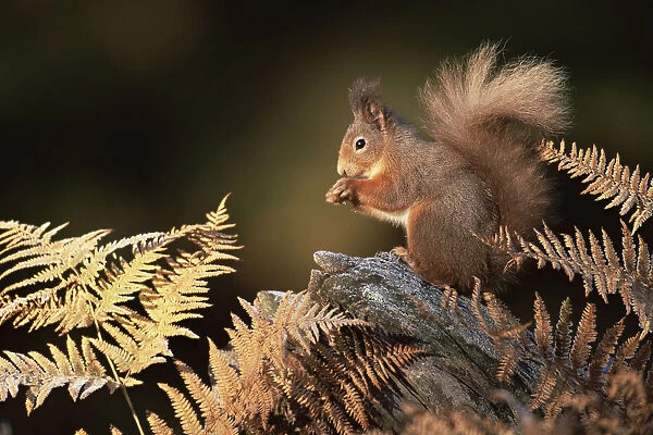 RF- Red squirrel in autumn (Sciurus vulgaris). Strathspey, Scotland, UK