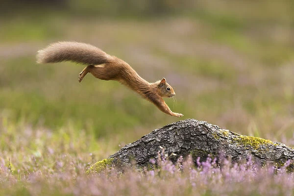 RF - Red Squirrel (Sciurus vulgaris) adult in summer coat leaping onto fallen log