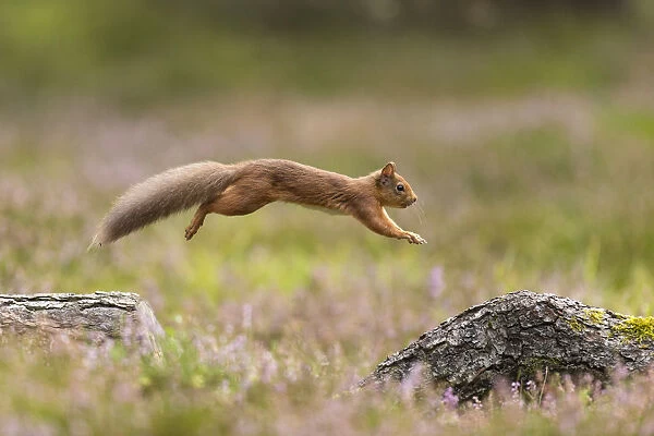 RF - Red Squirrel (Sciurus vulgaris) in summer coat leaping between fallen logs Scotland, UK