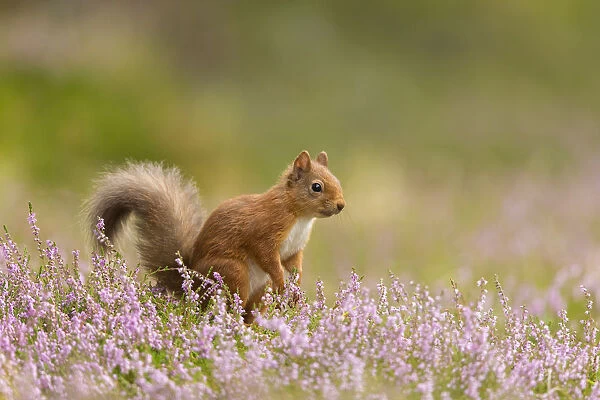 RF - Red squirrel (Sciurus vulgaris) in summer coat amongst heather, Cairngorms National Park