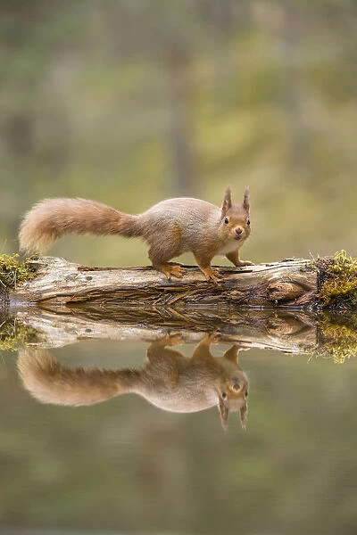 RF - Red Squirrel (Sciurus vulgaris), at woodland pond, Scotland, UK