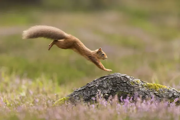 Framed Print : RF - Red Squirrel (Sciurus vulgaris) adult in summer coat leaping onto fallen log Framed Print : RF - Red Squirrel (Sciurus vulgaris) adult in summer coat leaping onto fallen log