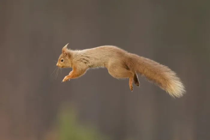 Framed Print : RF- Red squirrel (Sciurus vulgaris) jumping Framed Print : RF- Red squirrel (Sciurus vulgaris) jumping