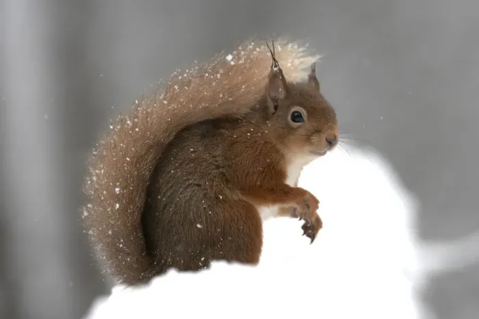 Framed Print : RF- Red squirrel (Sciurus vulgaris) portrait, in snow, Cairngorms National Park, Scotland Framed Print : RF- Red squirrel (Sciurus vulgaris) portrait, in snow, Cairngorms National Park, Scotland