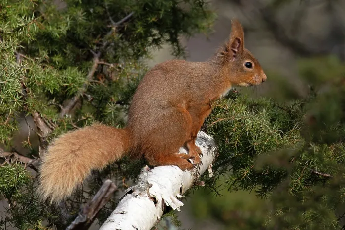 Framed Print : RF - Red squirrel (Sciurus vulgaris) resting on branch, Insh, Highlands, Scotland, UK. April. (This image may be licensed either as rights managed or royalty free.)