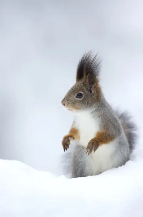 Framed Print : RF- Red Squirrel (Sciurus vulgaris) in snow. Finland. February Framed Print : RF- Red Squirrel (Sciurus vulgaris) in snow. Finland. February