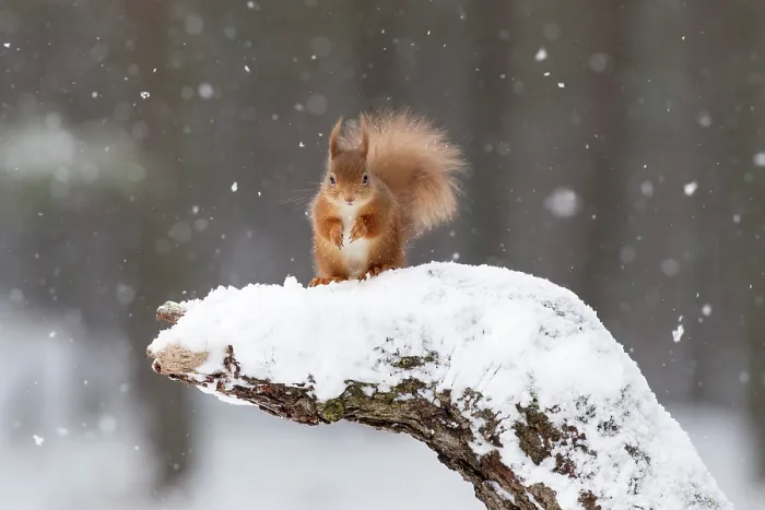 Framed Print : RF - Red Squirrel (Sciurus vulgaris) on snow-covered stump. Scotland, UK, February Framed Print : RF - Red Squirrel (Sciurus vulgaris) on snow-covered stump. Scotland, UK, February