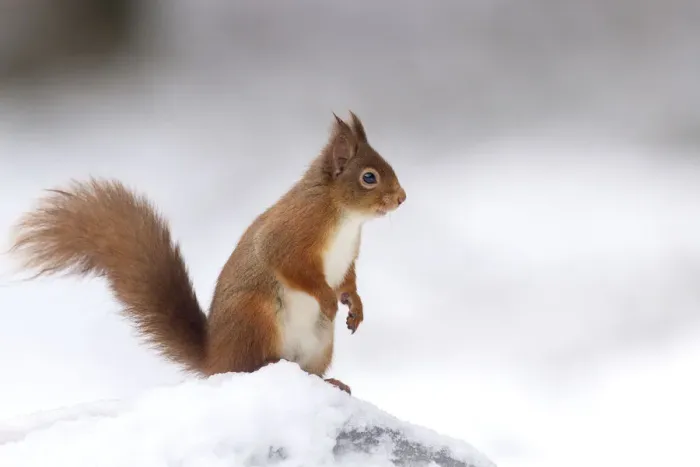 Framed Print : RF - Red Squirrel (Sciurus vulgaris) standing on log in snow. Scotland, UK. December