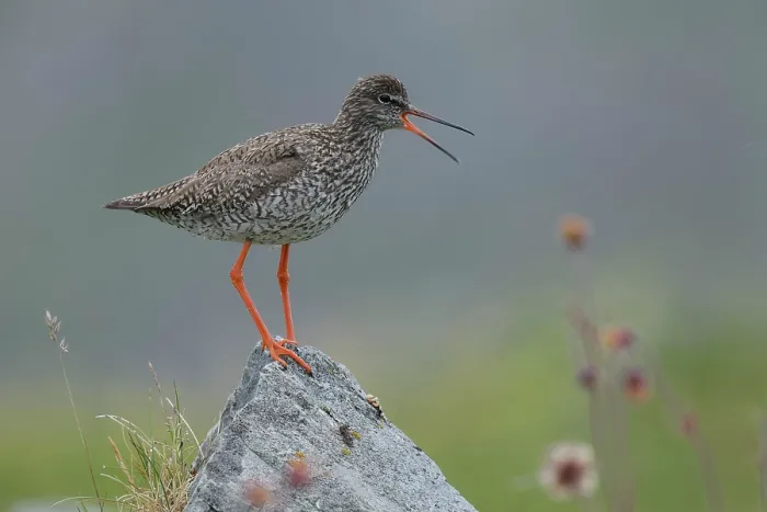 Framed Print : RF - Redshank (Tringa totanus) perched on a rock calling, Varanger, Norway. July. (This image may be licensed either as rights managed or royalty free.) Framed Print : RF - Redshank (Tringa totanus) perched on a rock calling, Varanger, Norway. July. (This image may be licensed either as rights managed or royalty free.)