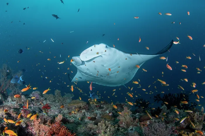 Framed Print : RF - Reef manta ray (Manta alfredi) surrounded by reef fish on a cleaning station, Baa Atoll, Maldives, Indian Ocean Framed Print : RF - Reef manta ray (Manta alfredi) surrounded by reef fish on a cleaning station, Baa Atoll, Maldives, Indian Ocean