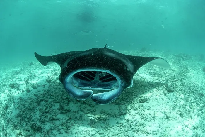 Framed Print : RF - Reef manta ray (Mobula alfredi) with mouth open, feeding on plankton on the sandy seabed, Hanifaru Lagoon, Baa Atoll, Maldives, Indian Ocean Framed Print : RF - Reef manta ray (Mobula alfredi) with mouth open, feeding on plankton on the sandy seabed, Hanifaru Lagoon, Baa Atoll, Maldives, Indian Ocean