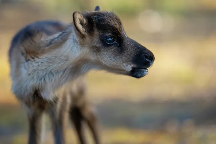 Framed Print : RF - Reindeer (Rangifer tarandus) newborn calf, portrait. Domestic reindeer, Norrbotten, Lapland, Sweden. May