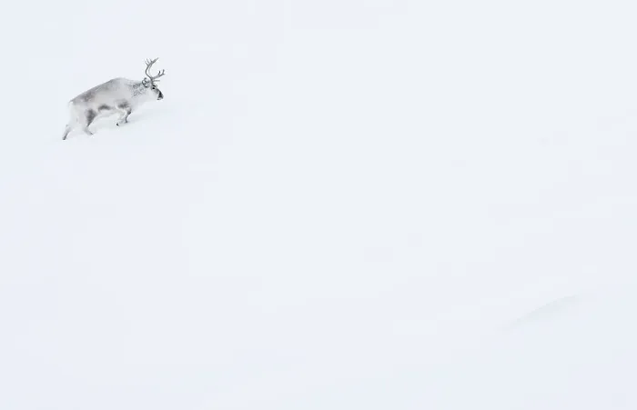 Framed Print : RF - Reindeer (Rangifer tarandus) walking up slope in snow. Svalbard, Norway, April. (This image may be licensed either as rights managed or royalty free.)