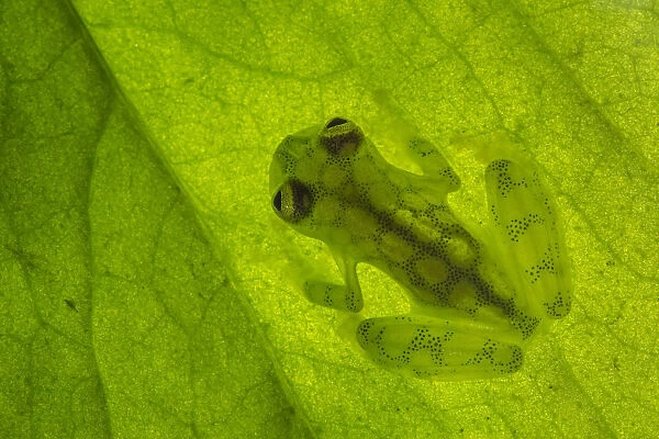 RF - Reticulated Glass Frog (Hyalinobatrachium valerioi) backlit showing highly translucent body