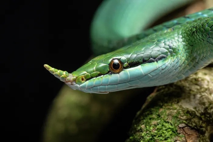 Framed Print : RF - Rhinoceros ratsnake (Gonyosoma boulengeri) head portrait. Captive, occurs in Vietnam and China. (This image may be licensed either as rights managed or royalty free.) Framed Print : RF - Rhinoceros ratsnake (Gonyosoma boulengeri) head portrait. Captive, occurs in Vietnam and China. (This image may be licensed either as rights managed or royalty free.)