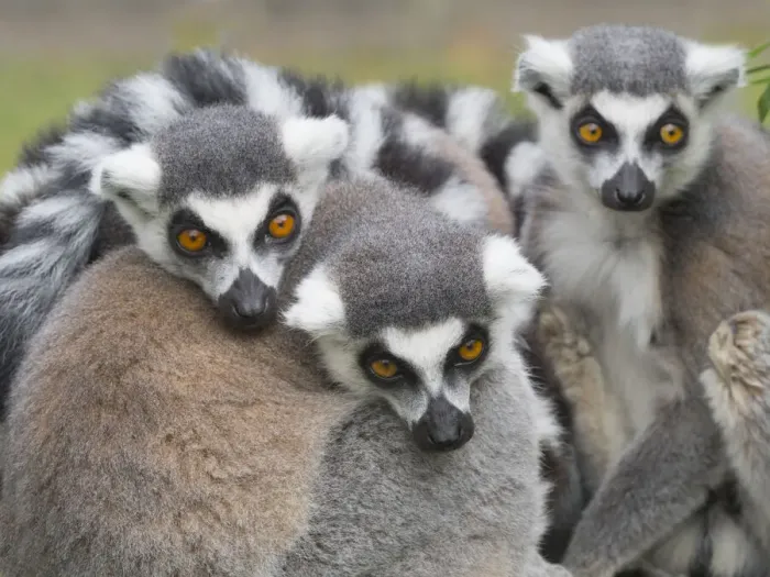 Framed Print : RF - Ring-tailed lemur (Lemur catta) group huddled together. Captive Framed Print : RF - Ring-tailed lemur (Lemur catta) group huddled together. Captive