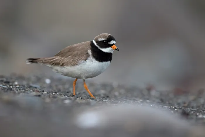 Framed Print : RF - Ringed plover (Charadrius hiaticula) portrait, Iceland. June. (This image may be licensed either as rights managed or royalty free.) Framed Print : RF - Ringed plover (Charadrius hiaticula) portrait, Iceland. June. (This image may be licensed either as rights managed or royalty free.)
