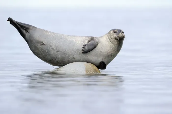 Framed Print : RF- Ringed seal (Pusa hispida) hauled out on rock, Svalbard, Norway Framed Print : RF- Ringed seal (Pusa hispida) hauled out on rock, Svalbard, Norway
