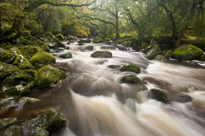 Framed Print : RF- River Plym flowing through Dewerstone Wood, Dartmoor National Park, Devon, England Framed Print : RF- River Plym flowing through Dewerstone Wood, Dartmoor National Park, Devon, England